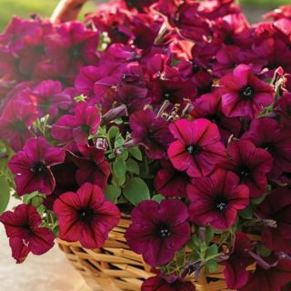 FotoFinish Burgundy Petunia Thumbnail